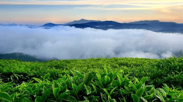 Cầu gỗ săn mây Cầu Đất – Nơi giao hòa đất trời